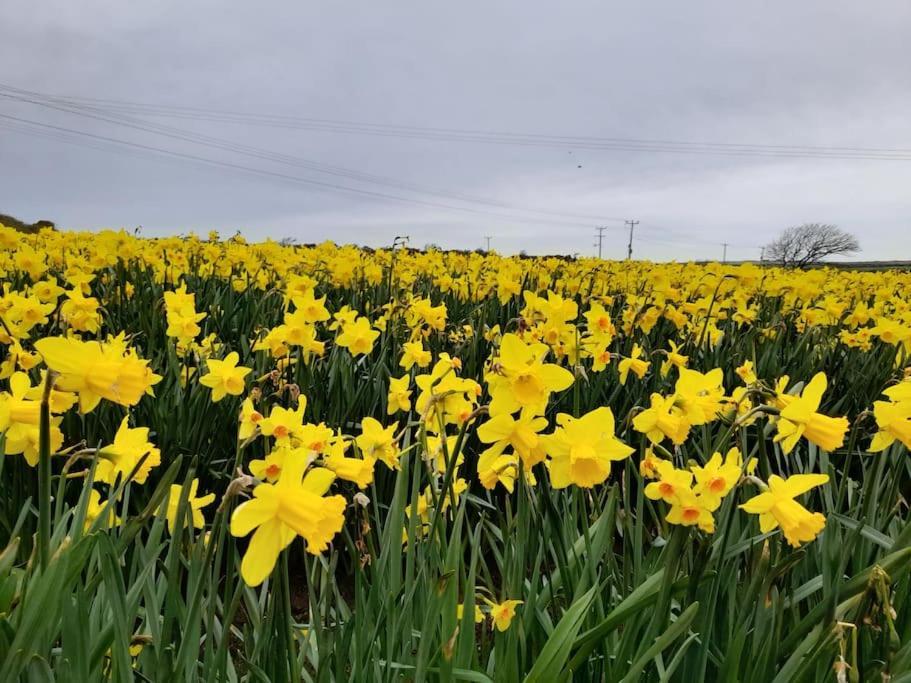 Cosy Country Getaway, 5 Mins From The Sea Villa Penzance Exteriör bild